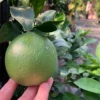 Persian Lime Tree Grafted - Live Lime Plant 3-4 ft Tall - Outdoor Garden