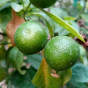 Persian Lime Tree Grafted - Live Lime Plant 3-4 ft Tall - Outdoor Garden