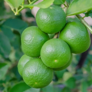 Persian Lime Tree Grafted - Live Lime Plant 3-4 ft Tall - Outdoor Garden