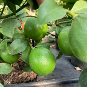Persian Lime Tree Grafted - Live Lime Plant 3-4 ft Tall - Outdoor Garden