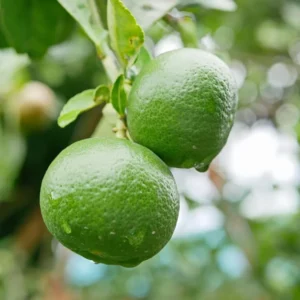 Persian Lime Tree Grafted - Live Lime Plant 3-4 ft Tall - Outdoor Garden
