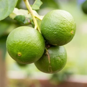 Persian Lime Tree Grafted - Live Lime Plant 3-4 ft Tall - Outdoor Garden