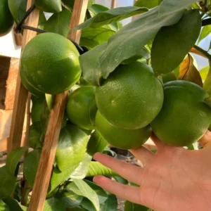 Persian Lime Tree Grafted - Live Lime Plant 3-4 ft Tall - Outdoor Garden