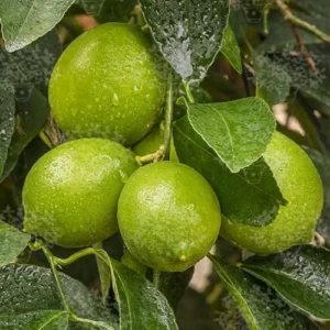 Persian Lime Tree - Live Fruit Tree - 2 to 3 Ft - Green Citrus Plant