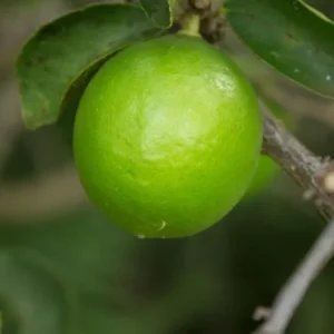 Persian Lime Tree - Live Fruit Tree - 2 to 3 Ft - Green Citrus Plant