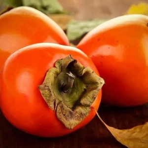 Persimmon Tree Live Plant - 10-15 Inch American Persimmon Fruit Trees