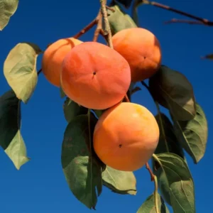 Persimmon Tree Live Plant - 10-15 Inch American Persimmon Fruit Trees