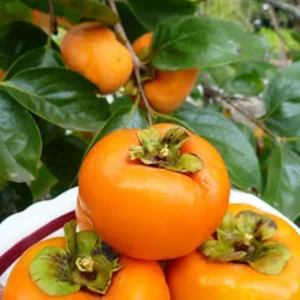 Persimmon Tree Live Plant - 10-15 Inch American Persimmon Fruit Trees