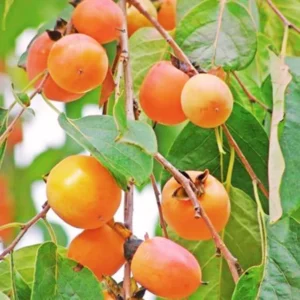 Persimmon Tree Live Plant - 10-15 Inch American Persimmon Fruit Trees