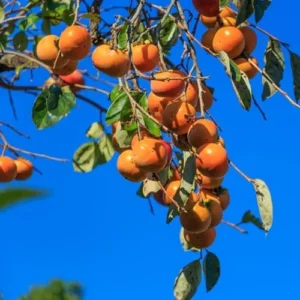 Persimmon Tree Live Plant - 10-15 Inch American Persimmon Fruit Trees