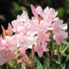 Petite Pink Oleander Live Plants Evergreen Shrubs Bushes Hedges Blooming Age