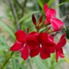 Petite Red Oleander Live Plants Evergreen Shrubs Bushes Hedges 15-20 Inch Height