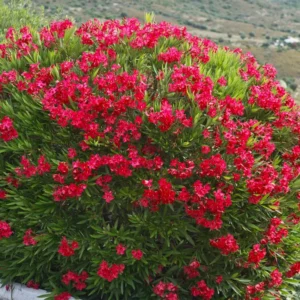 Petite Red Oleander Live Plants Evergreen Shrubs Bushes Hedges 15-20 Inch Height