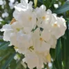 Petite White Oleander Live Plants Blooming Age Shrubs Bushes and Hedges