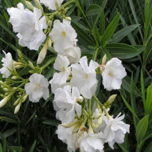 Petite White Oleander Live Plants Blooming Age Shrubs Bushes and Hedges