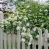 Philadelphus Mock Orange Trees Set - 5 Live Plants - Fragrant White Blooms