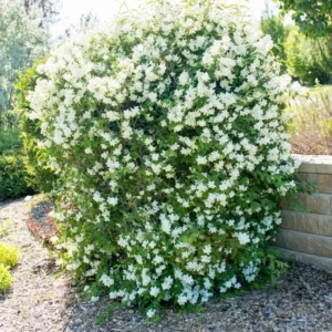 Philadelphus Mock Orange Trees Set - 5 Live Plants - Fragrant White Blooms