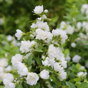 Philadelphus Mock Orange Trees Set - 5 Live Plants - Fragrant White Blooms