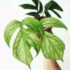 Philodendron Amydrium Spider Man Plant - 3 inch Pot - Exotic Indoor Vine