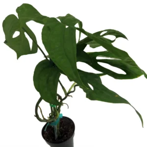 Philodendron Amydrium Spider Man Plant - 3 inch Pot - Exotic Indoor Vine