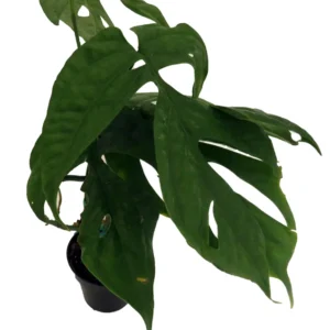 Philodendron Amydrium Spider Man Plant - 3 inch Pot - Exotic Indoor Vine