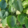 Philodendron Cordatum Plant 4-inch Potted Houseplant Green