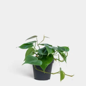 Philodendron Cordatum Plant 4-inch Potted Houseplant Green
