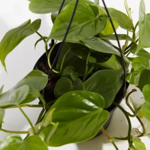 Philodendron Cordatum Plant 4-inch Potted Houseplant Green