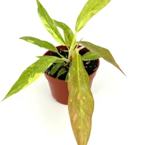 Philodendron Ring of Fire Variegated Houseplant - 4 inch Pot - Rare Indoor Plant