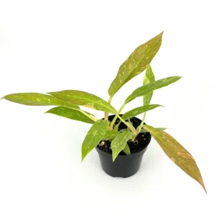 Philodendron Ring of Fire Variegated Houseplant - 4 inch Pot - Rare Indoor Plant