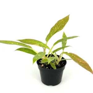 Philodendron Ring of Fire Variegated Houseplant - 4 inch Pot - Rare Indoor Plant