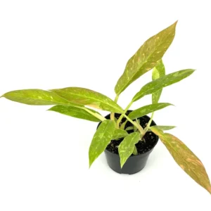 Philodendron Ring of Fire Variegated Houseplant - 4 inch Pot - Rare Indoor Plant