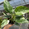 Philodendron White Wizard - 4 Inch Potted Collector's Series Plant
