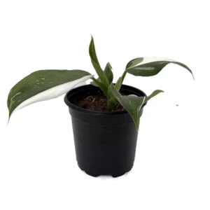 Philodendron White Wizard - 4 Inch Potted Collector's Series Plant
