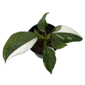 Philodendron White Wizard - 4 Inch Potted Collector's Series Plant