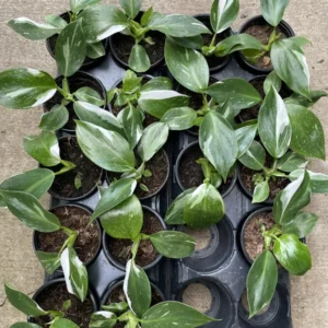 Philodendron White Wizard - 4 Inch Potted Collector's Series Plant