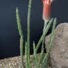 Pickle Plant Candy Stick Senecio Stapelioformis - 4 Inch Collector's Succulent