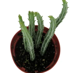 Pickle Plant Candy Stick Senecio Stapelioformis - 4 Inch Collector's Succulent