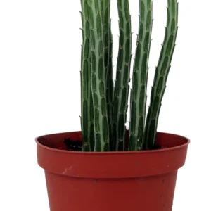 Pickle Plant Candy Stick Senecio Stapelioformis - 4 Inch Collector's Succulent