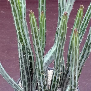 Pickle Plant Candy Stick Senecio Stapelioformis - 4 Inch Collector's Succulent