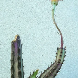 Pickle Plant Candy Stick Senecio Stapelioformis - 4 Inch Collector's Succulent