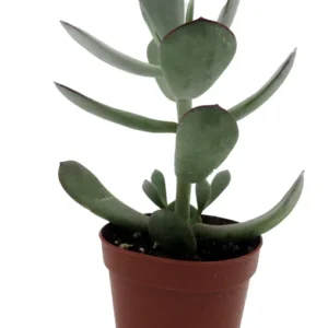Pig's Ear Succulent Plant - Cotyledon Orbiculata - 2 Inch Pot - Silver Green