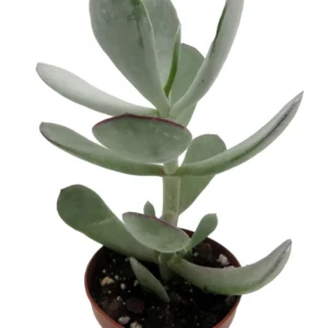 Pig's Ear Succulent Plant - Cotyledon Orbiculata - 2 Inch Pot - Silver Green