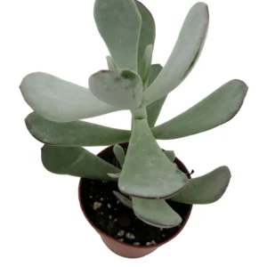 Pig's Ear Succulent Plant - Cotyledon Orbiculata - 2 Inch Pot - Silver Green