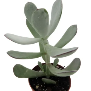 Pig's Ear Succulent Plant - Cotyledon Orbiculata - 2 Inch Pot - Silver Green