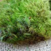 Pillow Moss for Floral Arrangements, Terrariums, House Plants - Natural Dried Moss