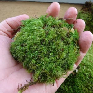 Pillow Moss for Floral Arrangements, Terrariums, House Plants - Natural Dried Moss
