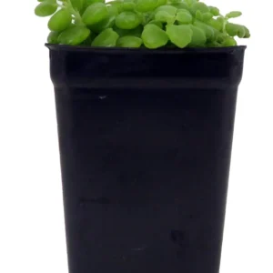 Pillow Plant Plectranthus Prostratus 2.5 Inch Pot Trailing Succulent