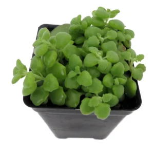 Pillow Plant Plectranthus Prostratus 2.5 Inch Pot Trailing Succulent
