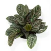 Pin Stripe Prayer Plant Calathea Ornata Easy Houseplant 4-inch Pot Live Plant